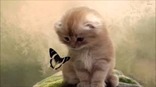 Download Lagu Tulku - Anni Rose MP3