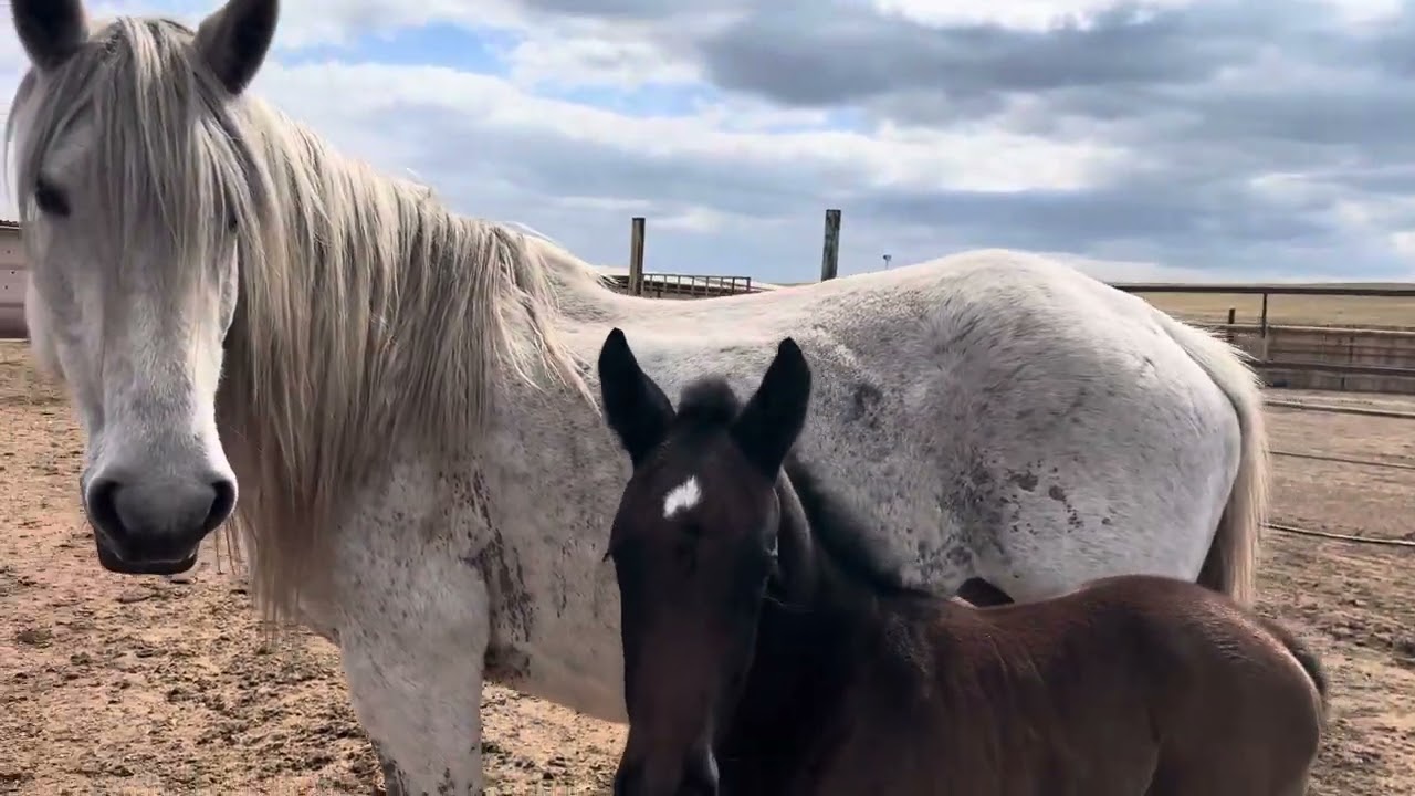 Г Абакан Дилмурад Хожини Айғири Барон ва Султон Биялар 22.04.2025 йил