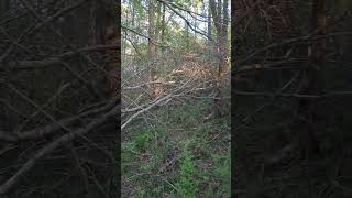 Tree Fall Blocking Road