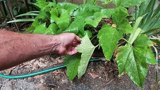 Combating Powdery Mildew Using Hydrogen Peroxide.