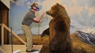 Restoring Dioramas In Hall Of North American Mammals