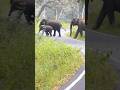 #funny #cat #wildlife #nest #new #nature #tiger #animals #travel #song #elephant #music #comedy #fyp