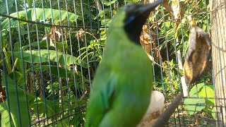 Kicau panggilan cak ijo mini