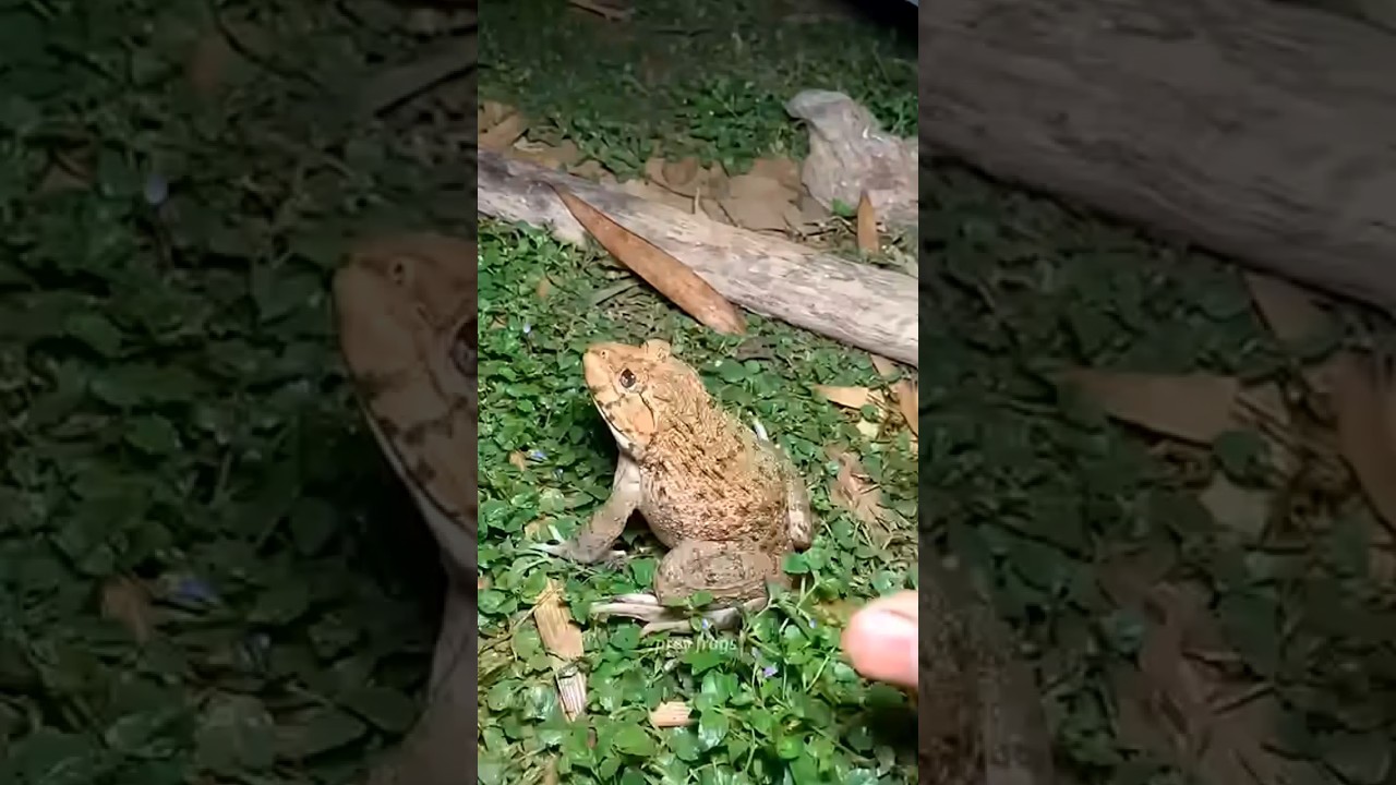 Catch big frogs funny - Try don't laugh - wepwep catching frogs make you laugh 