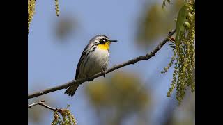 Звук пения птицы Желтогорлый певун. Bird Singing Sound: Common Yellowthroat