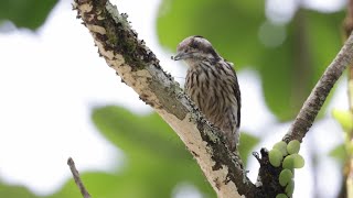 Sunda Pygmy Woodpecker pecking for insects and calling out