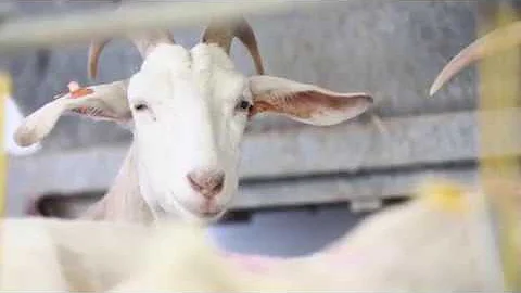 Mary Holbrook - Goats Cheese