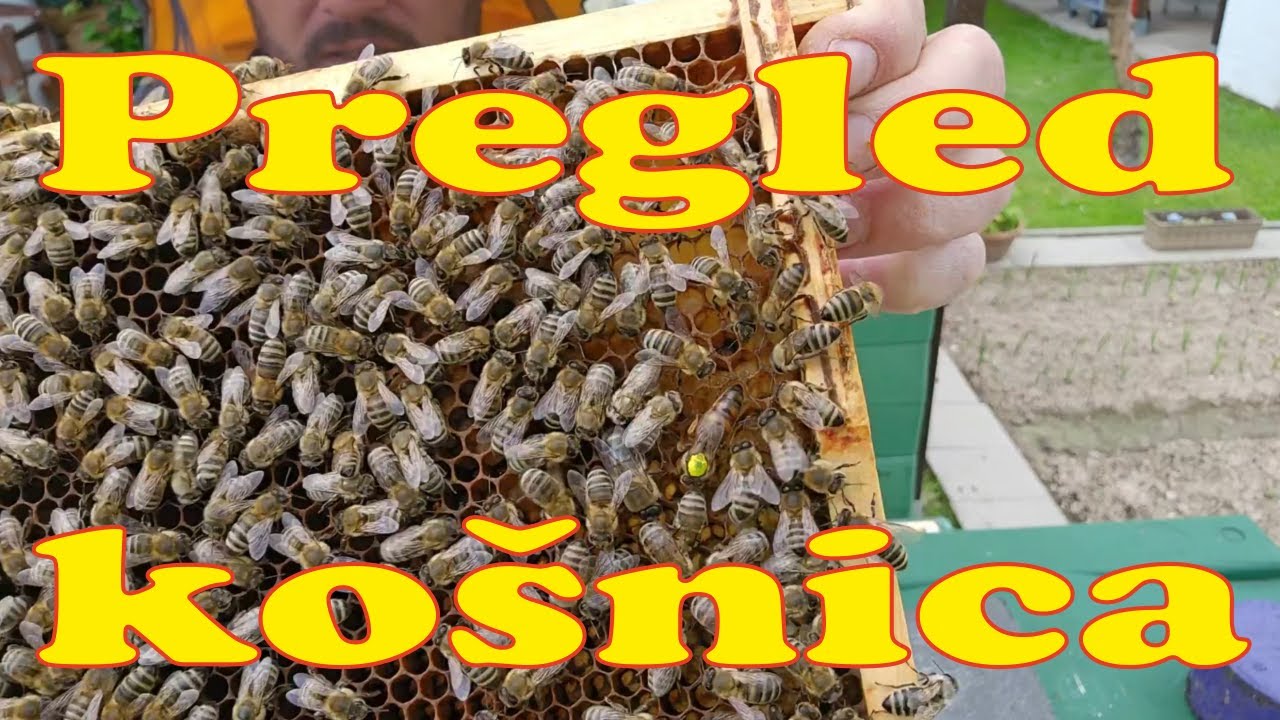 Pregled kosnica pred vrcanje, trazenje matice i maticnjaka. Nista ...