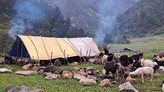Nepali Mountain Village Life | Sheep Shepherd Life | Organic Shepherd Food | Real Nepali Life |