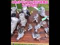 ラジコン用エンジン色々 #ラジコン飛行機