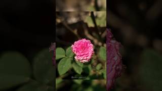 Mobile Sharp Photography Tutorial 📸 Creative mobile photography 🔥 @snapdragon #photography