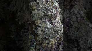 Mycobiont | Wikipedia audio article