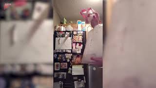 Person Accidentally Spills Powdered Sugar on Puppy While Making Dessert - 1844508