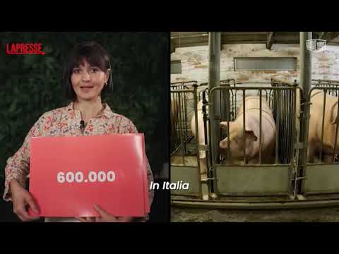 Video Chef Chiara Pavan sostiene il divieto delle gabbie: 40 milioni di animali in Italia vivono così