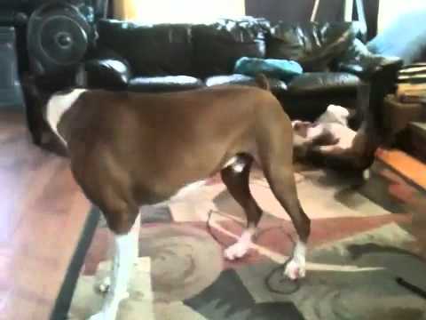 Pitbull and boxer at play