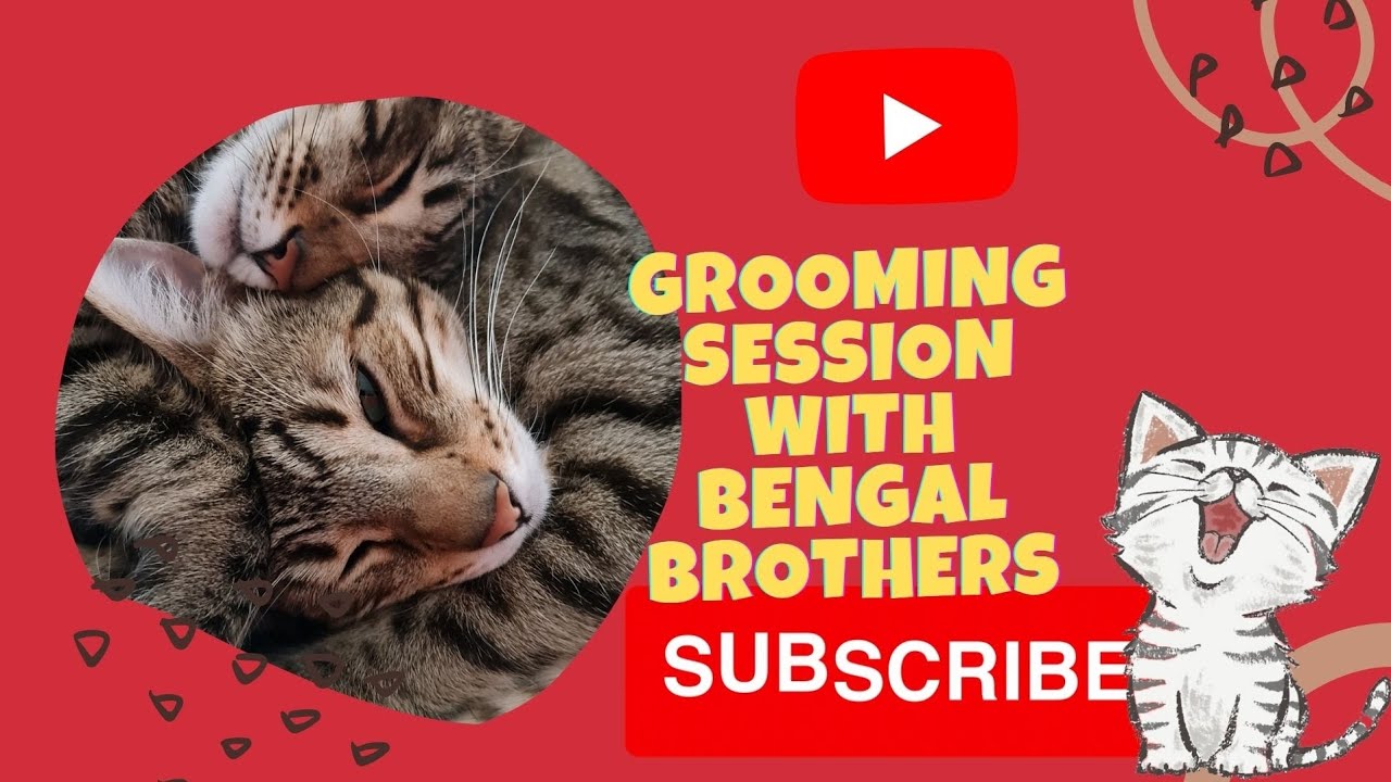 grooming session with bengal cats YouTube