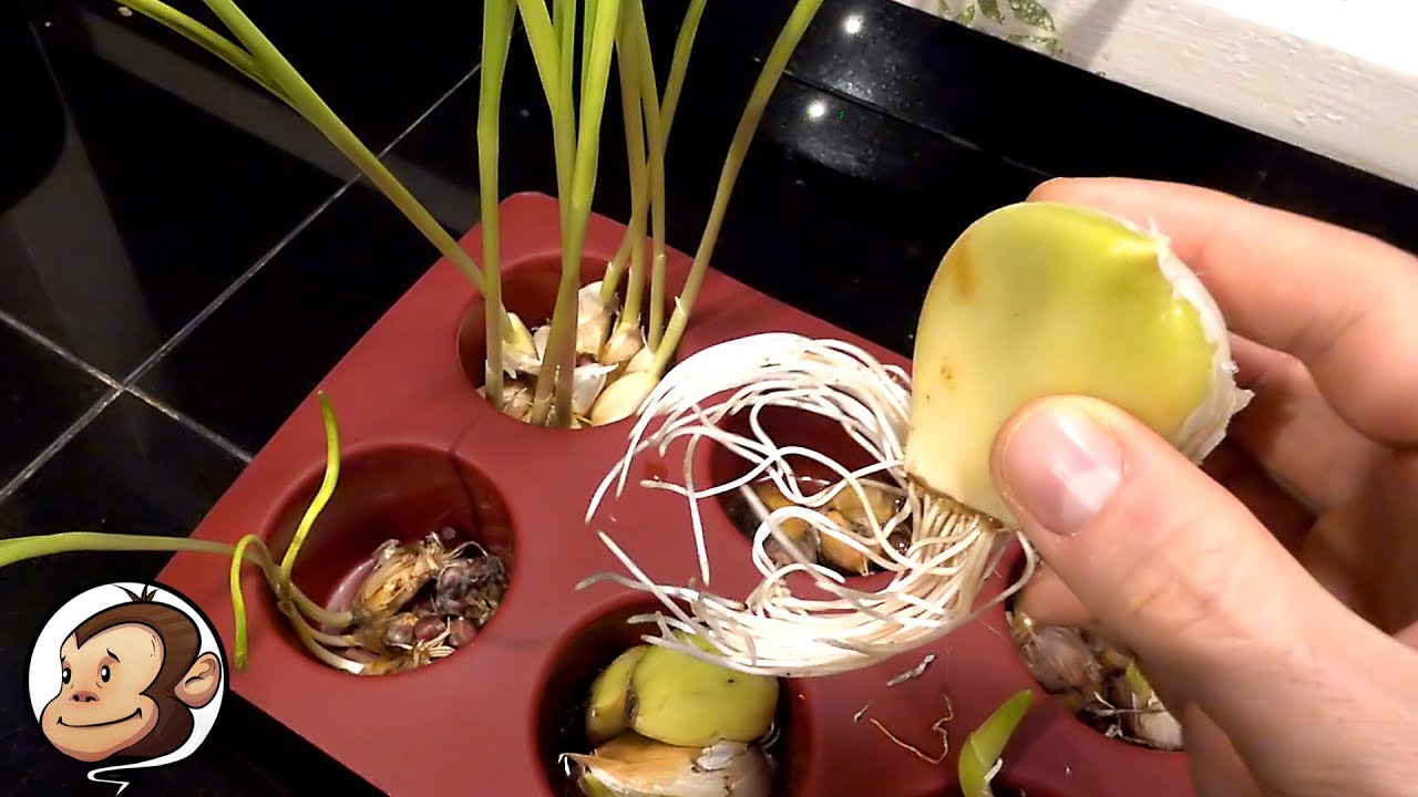 How to Sprout Garlic 