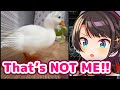 Oozora Subaru - Reacts to Duck Video Revealing Her Real Voice【ENG Sub/Hololive】
