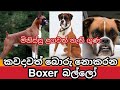 Boxer බල්ලො ගැන සිංහලෙන් | Facts About Boxer Dogs | Awata