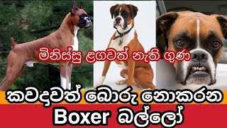 Boxer බල්ලො ගැන සිංහලෙන් | Facts About Boxer Dogs | Awata