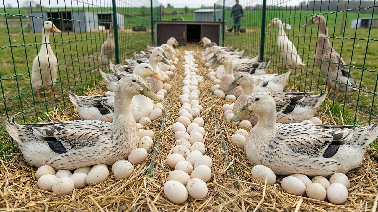 How To Raise Ducks For Eggs And Meat At Home - Duck Farming & A Day In The Life Farm
