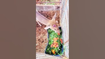 Kĩ thuật nuôi hươu sao - Tâm sự người nuôi hươu