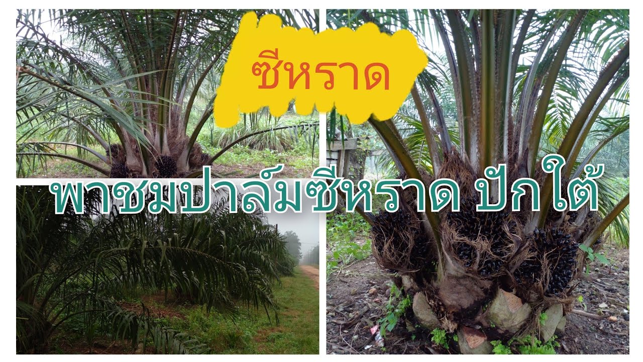 ปาล์มพันธุ์ซีหราดปักใต้