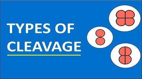 Types of Cleavage in Embryology | CSIR NET Life Sciences | NEET Biology