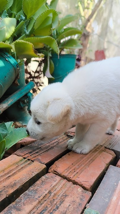 my-puppy-is-1-month-and-9-days-old-i-grow-slowly-grow-fast-cute