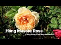 Ấn tượng vườn Hồng Masora hoa to mà thơm quá - Masora rose