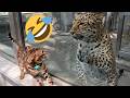 Best Funny Cat Moments 2026 😂 Cute Kittens and Hilarious Reactions