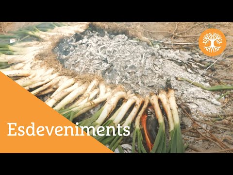 Vídeo: Cultiu De Tomàquets: Sembra, Modelat I Alimentació