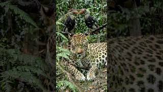Morning view with jungle life #naturebeauty #animal #calmmind #forest #reels #naturelovers