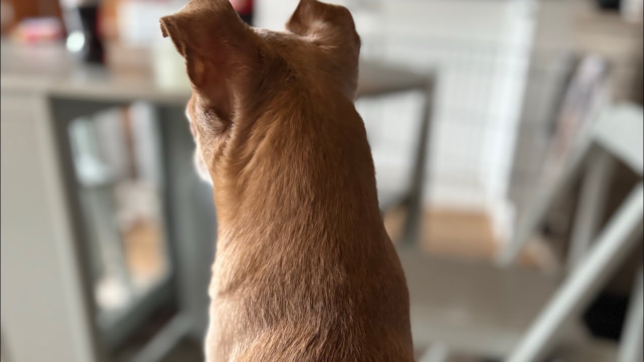 Weekend away at  Summerfields lodge Horton Dorset ! Dogs beach ,country walks 