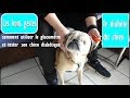 Diabte du chien  comment utiliser le glucomtre