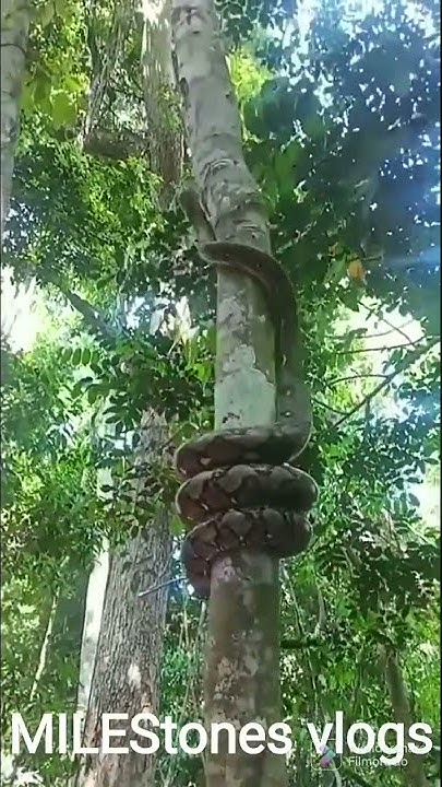 The Deadly Python - Constrictor python. - YouTube