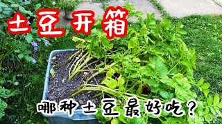 土豆开箱，potato harvest，三个土豆扔箱子里，经过两个月，看看我这箱子里能有多少收成 ！