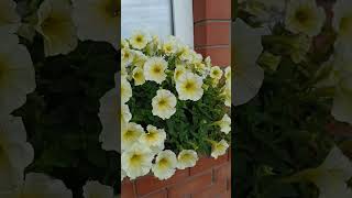 Петуния В Кашпо На Подоконнике #Дача #Дом #Цветы #Петуния #Петунии #Красота #Лето  #Garden #Flowers