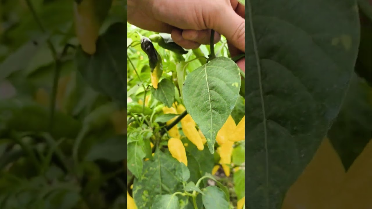 Острый перец Лемон дроп (aji lemon)