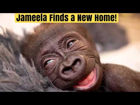 Jameela: The Gorilla Who Found a Family