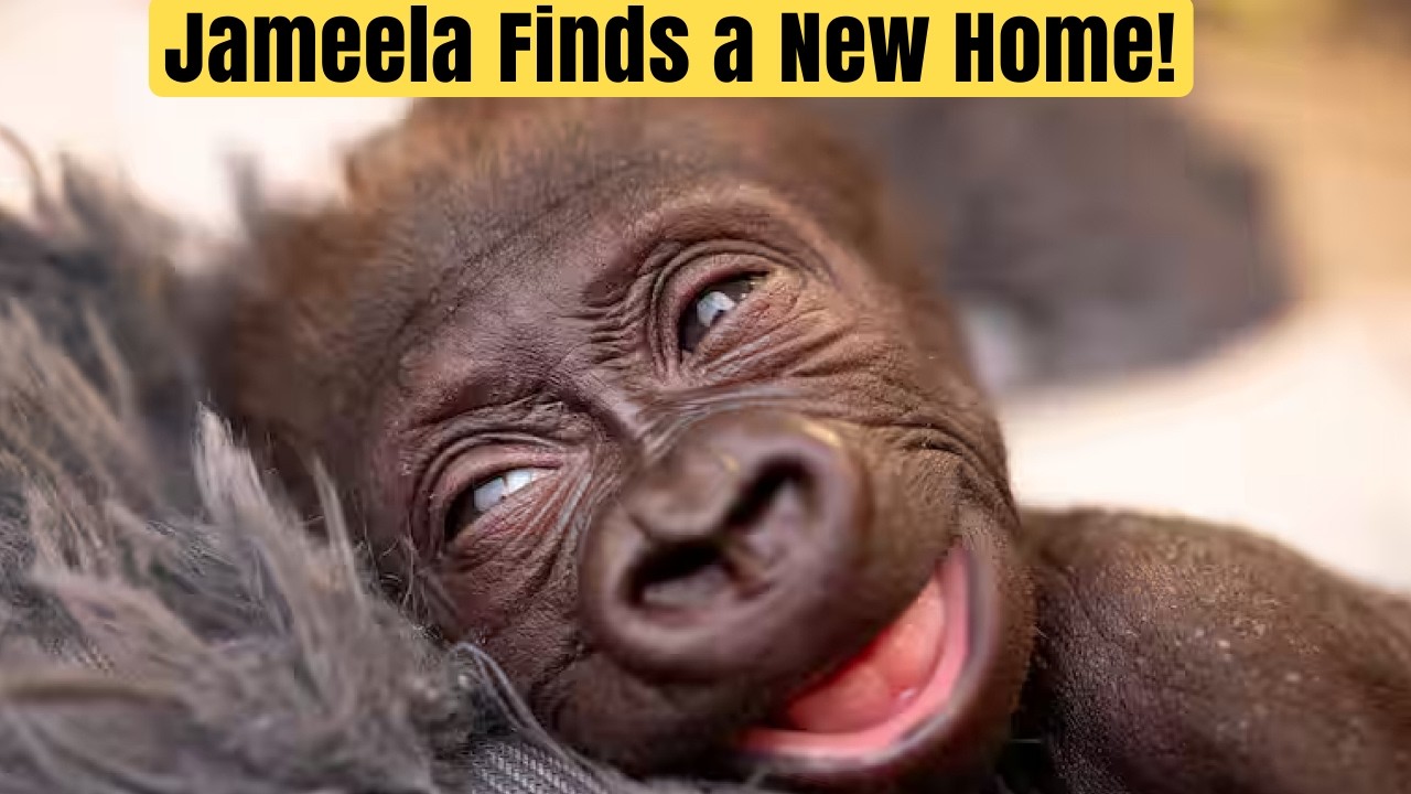 Jameela: The Gorilla Who Found a Family