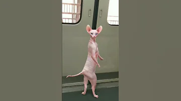 Mau Mau Foryou 