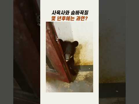 새끼곰과 숨바꼭질하는 사육사 #반달곰 #아기곰 #동물원 thumbnail