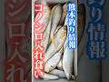 熊本釣り情報コノシロ入れ食い🐟上天草 #熊本の釣り#コノシロ釣り#天草釣り情報