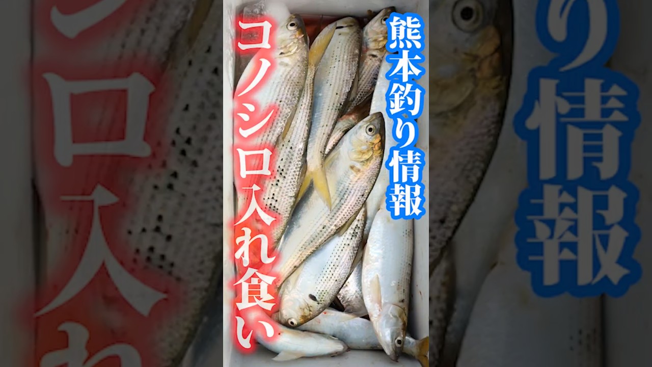 熊本釣り情報コノシロ入れ食い🐟上天草 #熊本の釣り#コノシロ釣り#天草釣り情報