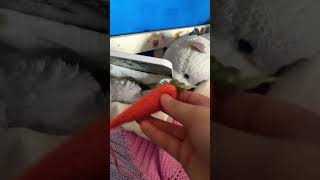 cleaning my tray for a stray mose to heal #pets #savinganimals #careandlove #mouse #viral