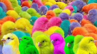 World Cute Chickens, Colorful Chickens, Rainbows Chickens, Cute Ducks, cute Cats ,cute animals#10