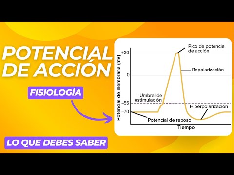 LO QUE DEBES SABER DEL POTENCIAL DE ACCION✔ - FISIOLOGIA CELULAR