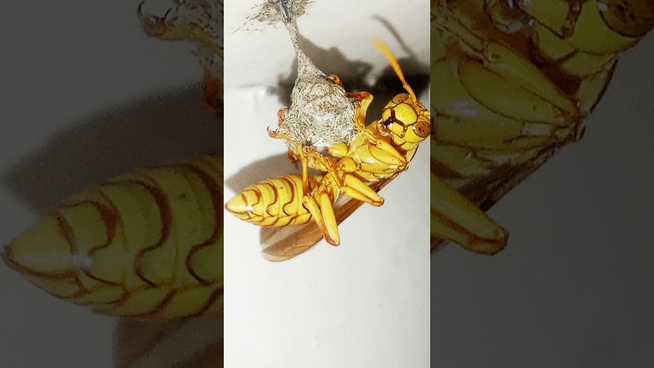 Macro wildlife photography tips and tricks. 