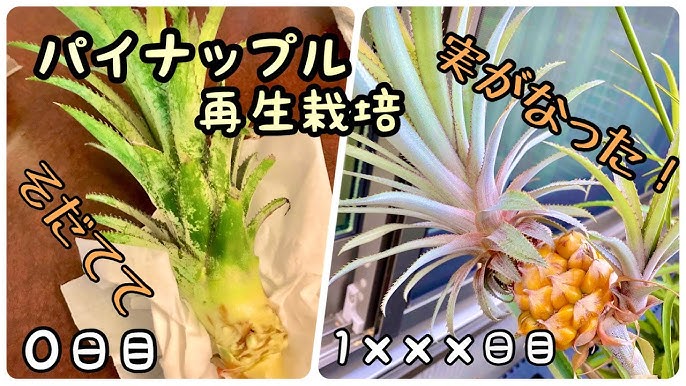 東京でパイナップル栽培 Youtube